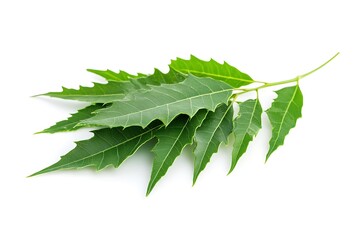 Fresh neem leaves sprig isolated on white.