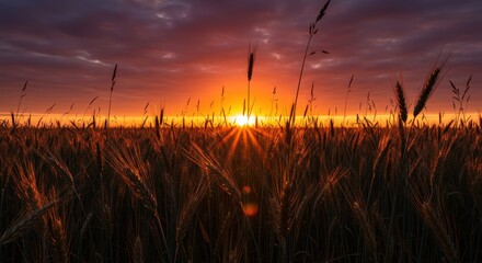 Fototapete - Golden wheat field at sunset with vibrant sky and distant horizon glow