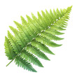 © tanapong - Lush green fern close-up nature scene plant photography vibrant environment