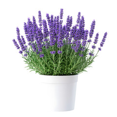 highly detailed lavender plant in a white plastic pot long title a lush vibrant lavender plant with