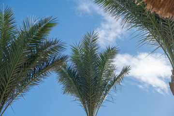 Leinwandbilder - Lush palm trees reaching for a bright blue sky during a sunny day at a tropical location