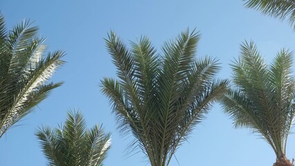 Leinwandbilder - Palm trees reach for the clear blue sky on a sunny day in a tropical paradise