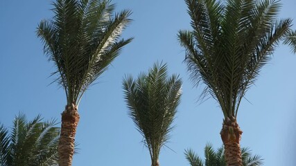 Poster - Lush green palm trees stretch upward toward a bright blue sky, creating a vibrant tropical