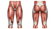 © Ispras - Human Leg Muscles Anatomy Diagram Front and Back View Illustration