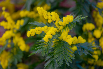 selective focus of yellow flowers on the tree with green leaves, acacia baileyana, cootamundra wattl