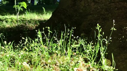 Wall Mural - tree stump is surrounded by grass and weeds. the grass is green and the weeds are brown