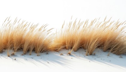 Leinwandbilder - Sea oats and beach grass wave-like design in coastal restoration project. Prevents erosion. Nature background. Abstract, modern design. Ideal for eco, nature, environment, ecology themes.