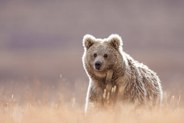 himalayan brown bear, himalayan brown at deosai national park, skardu, gb, pakistan