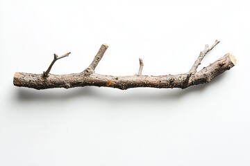 Dry Tree Branch on White Background for Artistic or Design Projects