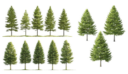 Conifer trees PNG, vector tall trees set, isolate transparent backgrounds, evergreen spruce, fir, pine forest, nature design, woodland clipart, tree illustration, landscape decor, forest graphic