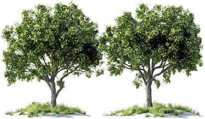 Wall Mural - vector forest set, growth trees png, transparent background, environmental nature, forest icons, eco