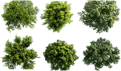 Wall Mural - green trees canopy, vector cutout, above view, nature collections, lush forest, aerial perspective, 