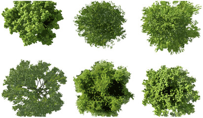 Wall Mural - aerial view, green tree canopy, nature vector, forest top, lush greenery, canopy collection, eco env
