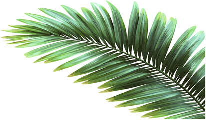Wall Mural - green palm leaves foliage png file, vector tropical leaf transparent background, exotic jungle plant