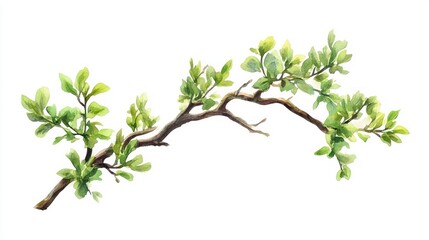 Watercolor illustration of a branch with fresh green leaves. Botanical art for nature themed design