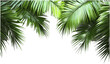 © aura - Realistic hawaii palm leaves, vector png, transparent background, tropical palm leaves, copy space, summer decoration, beach themed, nature vector, exotic palm tree leaves