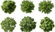 © aura studio - Vector trees top view, greenery shapes collection, transparent background PNG, landscape elements, park tree icons, foliage clipart, aerial tree set, nature illustration, garden design