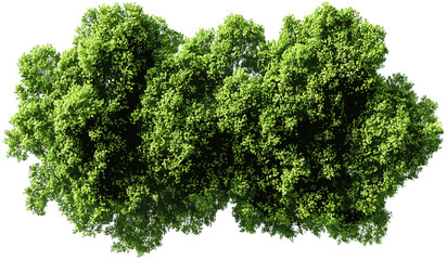 Wall Mural - green trees top view vector serenity on transparent png, lush forest, eco-friendly nature, tranquil,