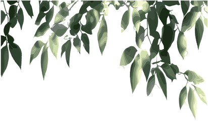 Wall Mural - tree branches vector, leafy branches in sunlight and shadow, transparent background png, nature desi