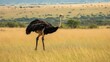 © Nazia - A ostrich walking lonely in the grass land .