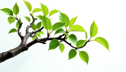 twisted branch against clean white background, botany, tree