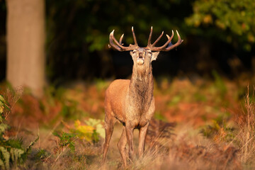 Wall Mural - Portrait of a red deer stag calling during the rut in autumn