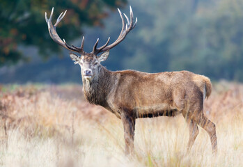 Wall Mural - Red deer stag standing in grass during the rut in autumn