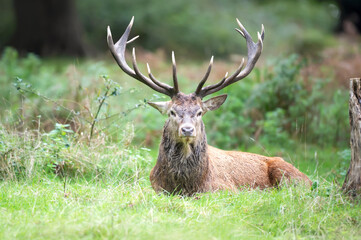 Wall Mural - Portrait of a red deer stag lying in grass