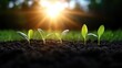 © SATRIANANGISAN - New growth emerging from soil. Sunlight shining on young plants
