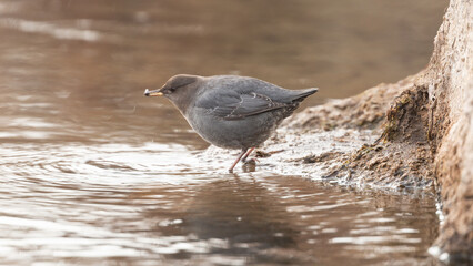 Wall Mural - An American Dipper stands at the rocky edge of a small stream in the soft light of an overcast day with an aquatic insect that it just caught held in its beak. 