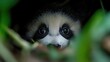 © KUTIL KURO - Cute panda cub peeking from foliage