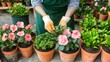 © amorn_m - Hands Caring for Pink Flowers in Clay Pots During Gardening Activity in Greenhouse Setting