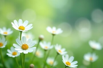 Wall Mural - delicate white wildflowers against a pristine background , white, spring, innocence
