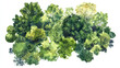 © suldev - Various green trees, bushes and shrubs, top view for landscape design plan. Vector watercolor illustration, isolated on white background