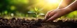 © nur - Hands planting sapling, sunlight, garden. Eco-friendly concept
