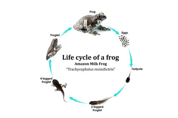 Wall Mural - life circle amazon milk frog (trachycephalus resinifictrix) from tadpole to frog on white background