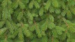 © WutStock01 - A close-up view of a lush pine tree showcasing vibrant green needles, each needle glistening with morning dew, highlighting the intricate textures and natural beauty of the foliage.