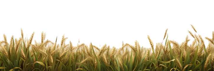 Naklejka na meble Wheat field isolated on a transparent background, PNG