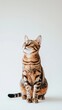 © Marta  Maksymiv - Beautiful Bengal cat is sitting on a white background. Looking forward. The cat's eyes are wide open, giving it a curious and alert appearance . Copy space .