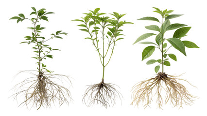 Realistic Botanical Illustration of Plants with Roots – Isolated on White Background