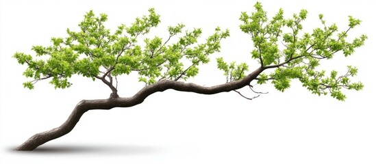 Lush Green Tree Branch Isolated on White