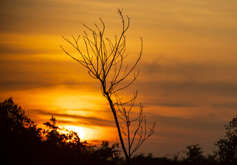 Wall Mural - a tree is silhouetted against a sunset sky