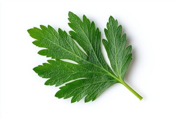 Poster - Bright Vibrant Green Leaf Against Pure White Backdrop in Natural Light Botanical Close Up Studio Shot
