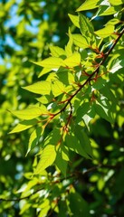 vibrant green summer branch with lush leaves, sunlight dappled, outdoor, botanical