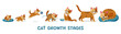 © Tartila - Cat growth. Cute kitten character and adult cat, cartoon pet, adorable domestic animals changing and growing process. Vector cats life cycle