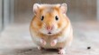 © mjpilot - Cute hamster, front view, in cage