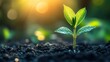© @Luthfi - Sunrise Sprout: A New Beginning in Nature