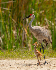 Wall Mural - sandhill crane parent with a colt