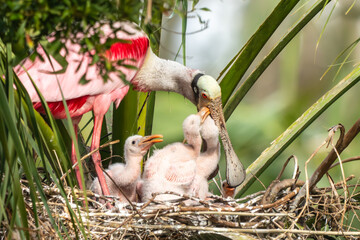 Wall Mural - a roseate spoonbill parent with babies in a nest