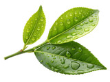 Fresh green tea leaf with drops of water, isolated on transparent background. Beautiful green leaves isolated on white. Drops of dew in the morning glow in the sun. Beautiful leaf texture in nature